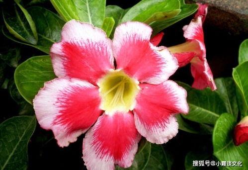 小卡汽车气压多少合适